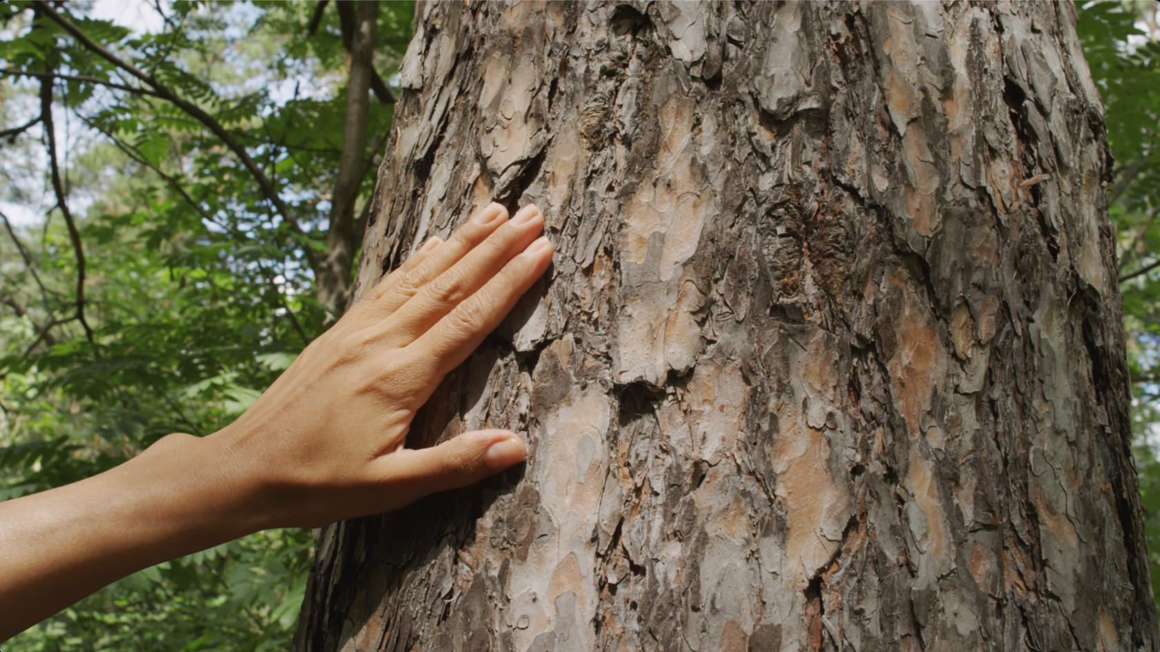 Timber Assessment