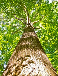 Environmental Policy